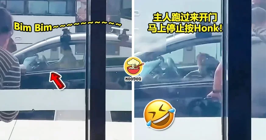 狗狗按喇叭叫主人带下车