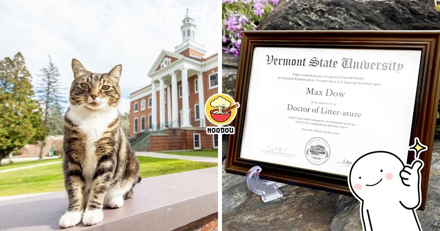 Max The Cat Gain A Professor Degree