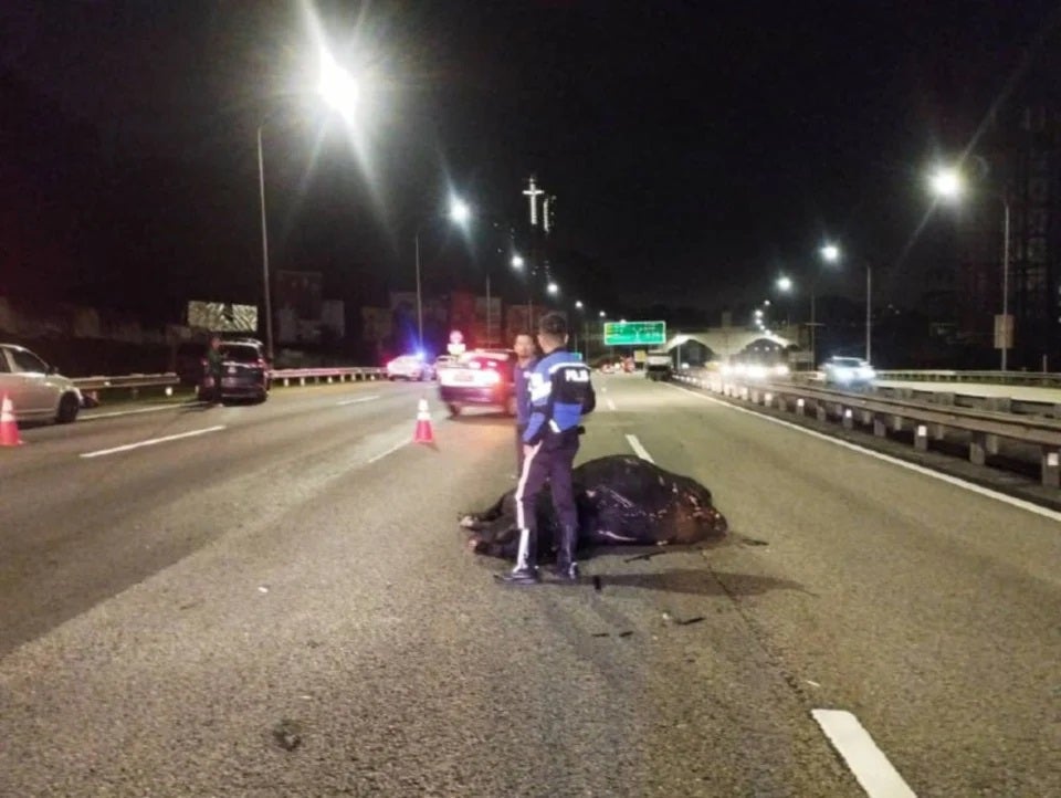 Cow Died Car Accident Highway 2