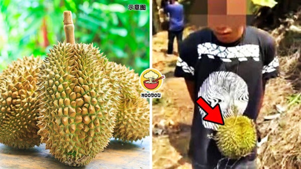 Steal 3 Durian Rm10K Feature Img