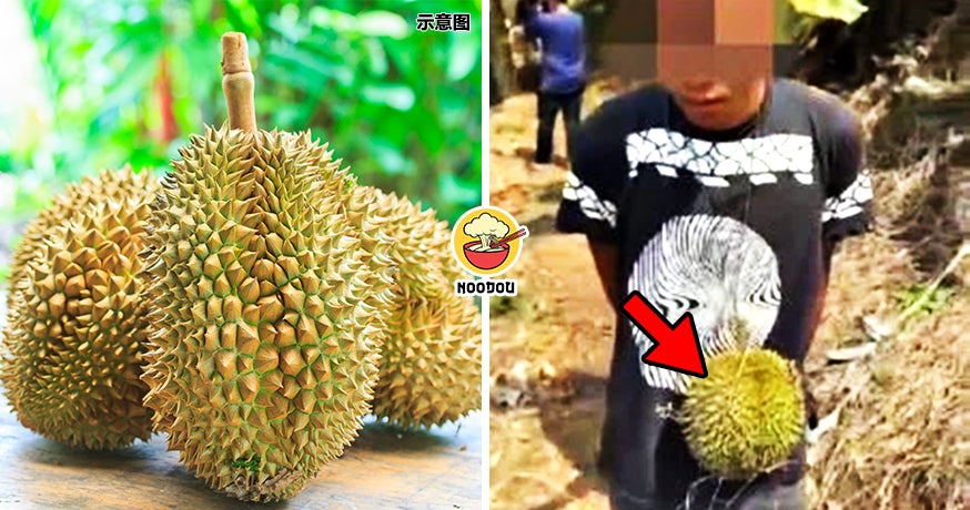 Steal 3 Durian Rm10K Feature Img