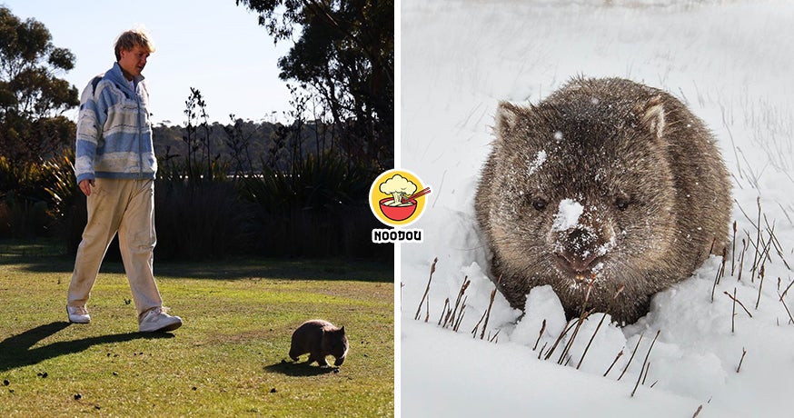 Tasmania Wombat Walker Feature Img