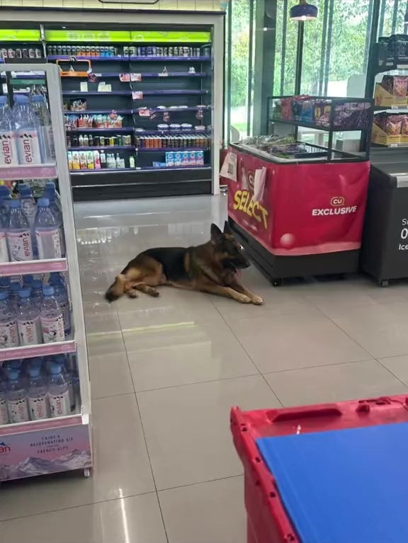 Man Bring Pet Dog Into Convenient Store 2