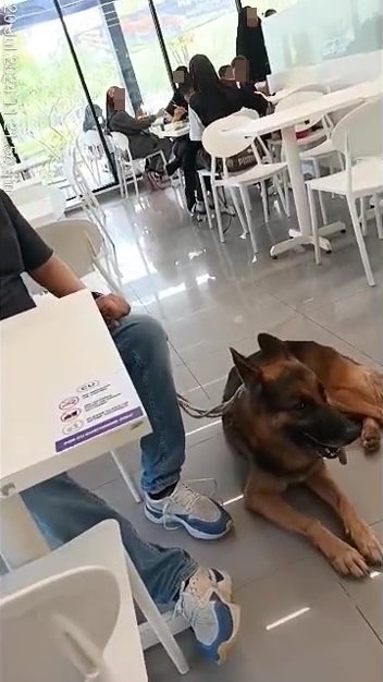 Man Bring Pet Dog Into Convenient Store 5