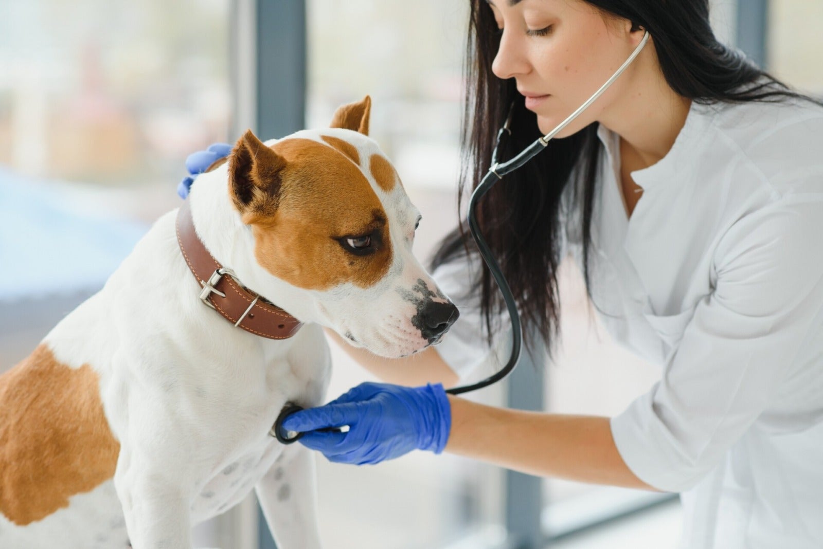 Veterinatian Vet Examine Dog Heartbeat 123Rf
