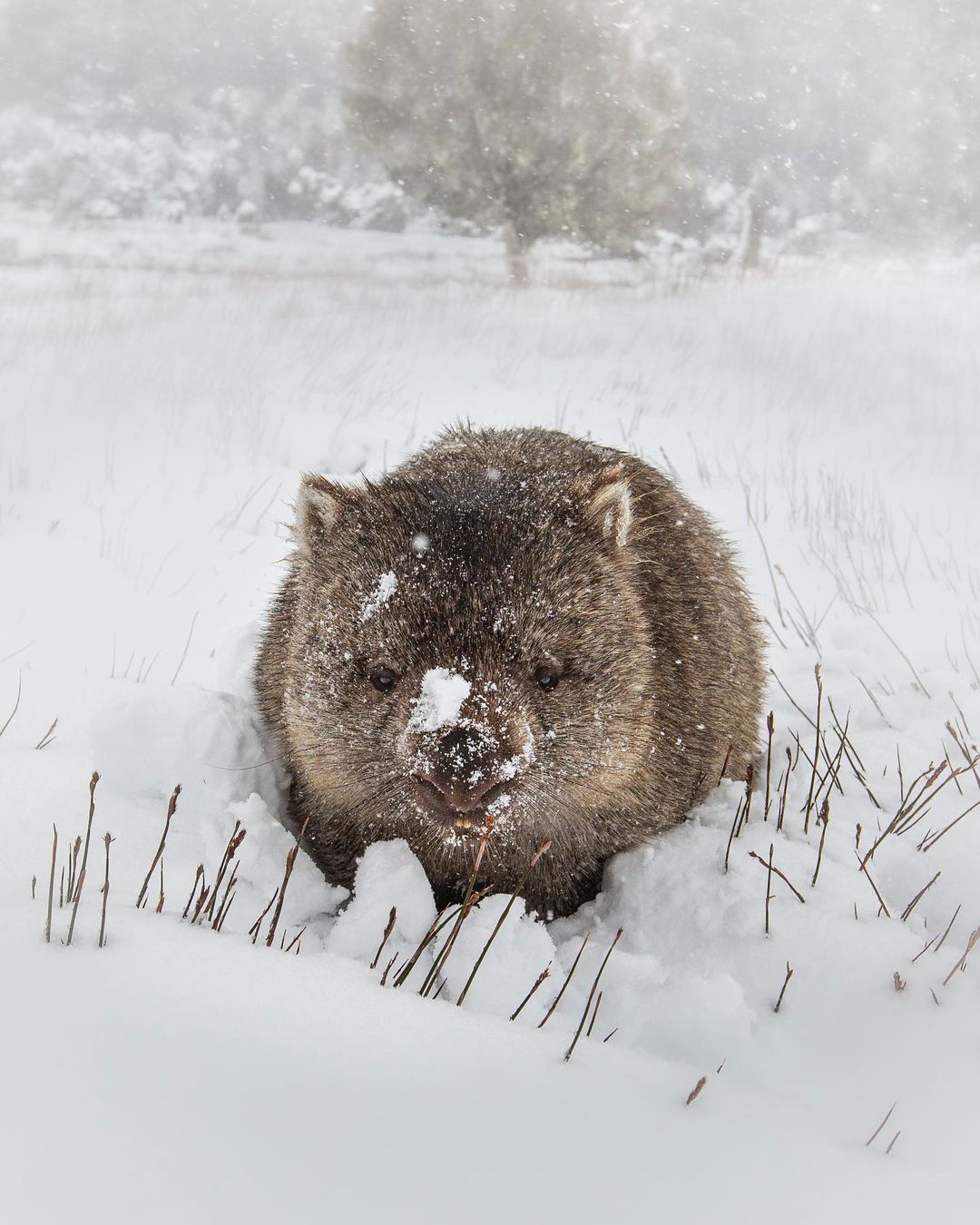 Wombat Winter Tasmania Cute