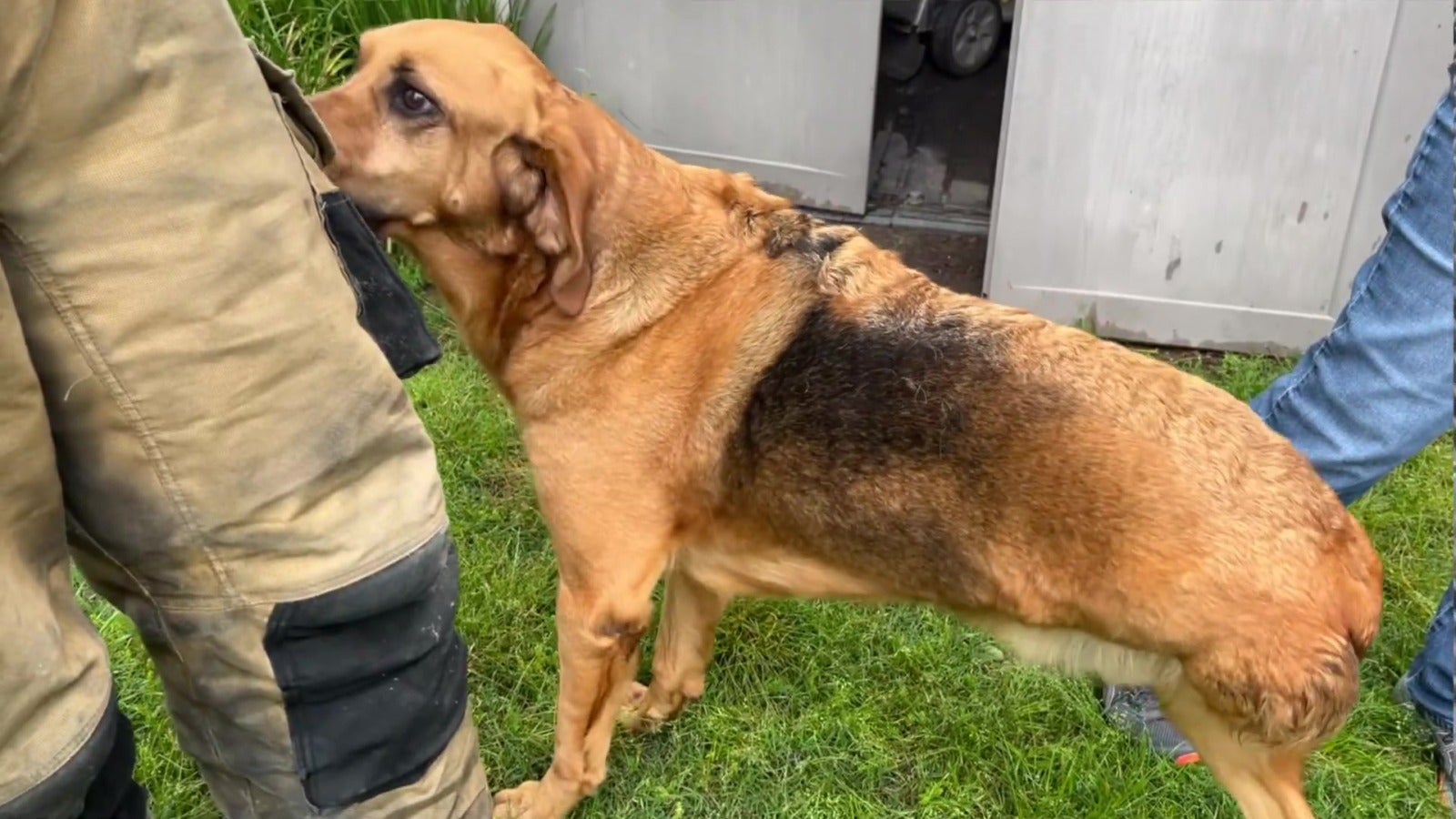 Tusla Fire Department Dog Rescued Safe 2