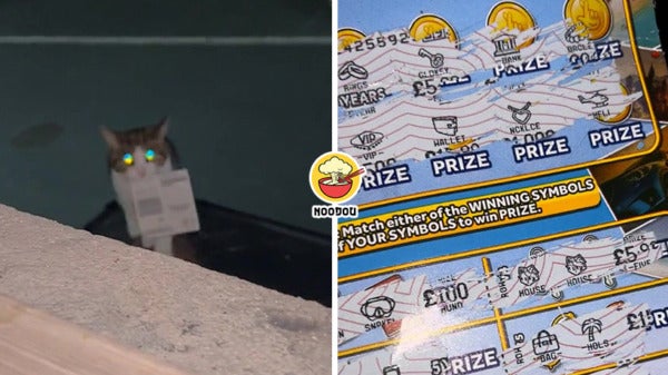 Cat Bring Home Scratch Lottery Feature Img