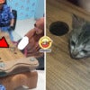 Cat Head Stuck Coffee Table Feature Img