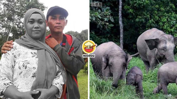 Elephant Herd Pregnant Woman Feature Img