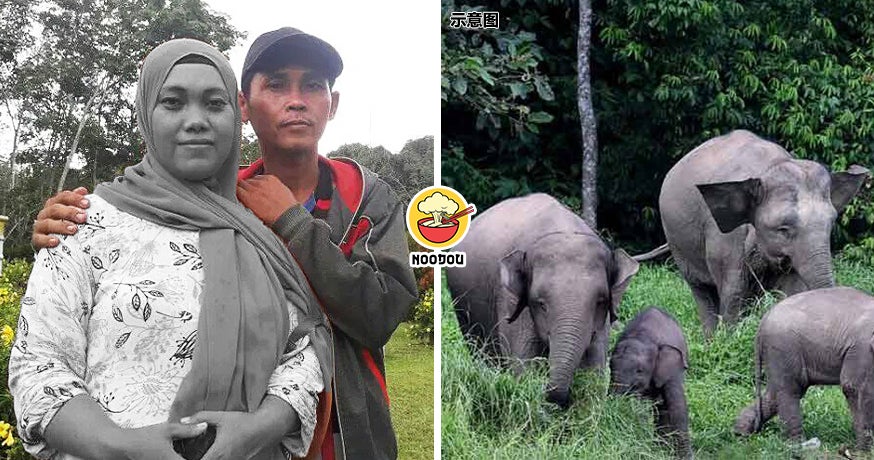 Elephant Herd Pregnant Woman Feature Img