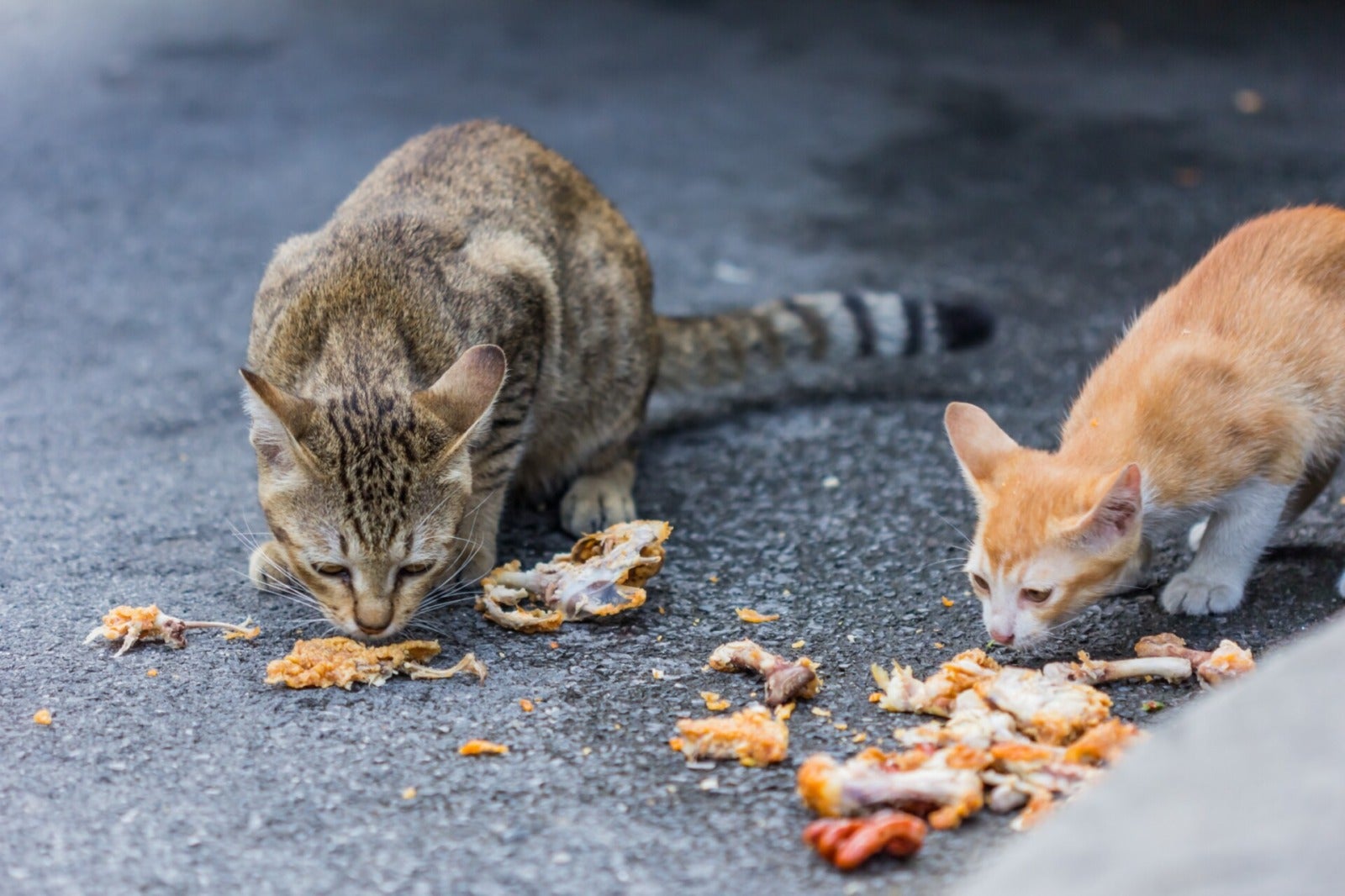 Cats Eating Chicken Pieces On Street Side Walk 123Rf