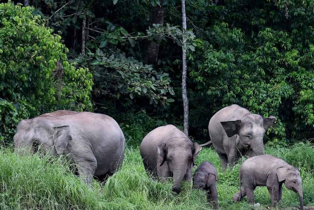 Wild Elephant Herd Forest