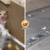 132 Hamster Flight Feature Img