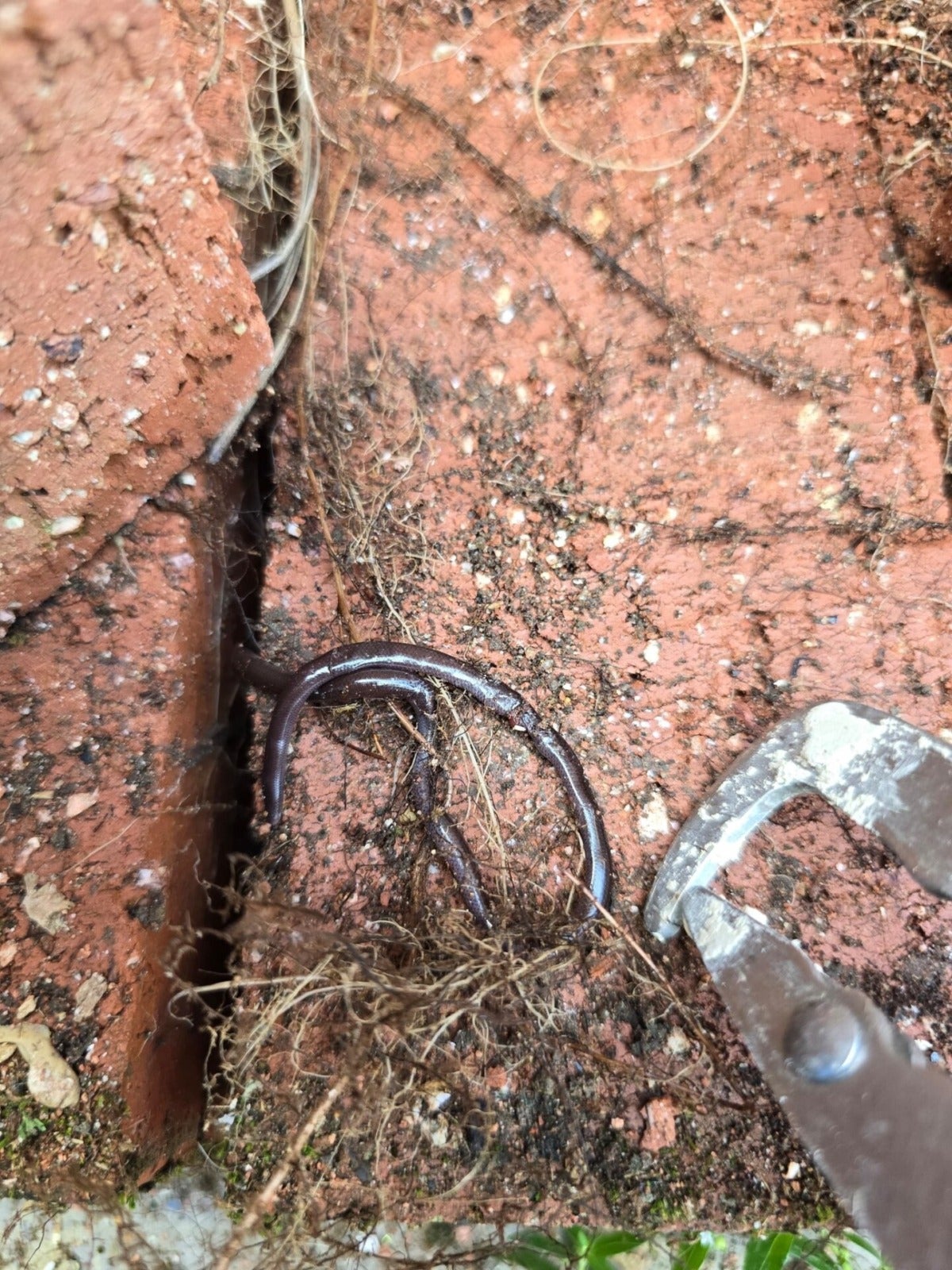 Brahminy Blind Snake Bomba Sukarelawan Caught 2