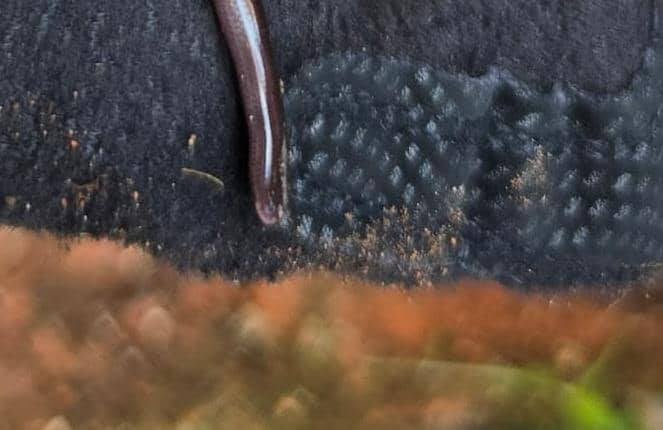 Brahminy Blind Snake Bomba Sukarelawan Caught 3