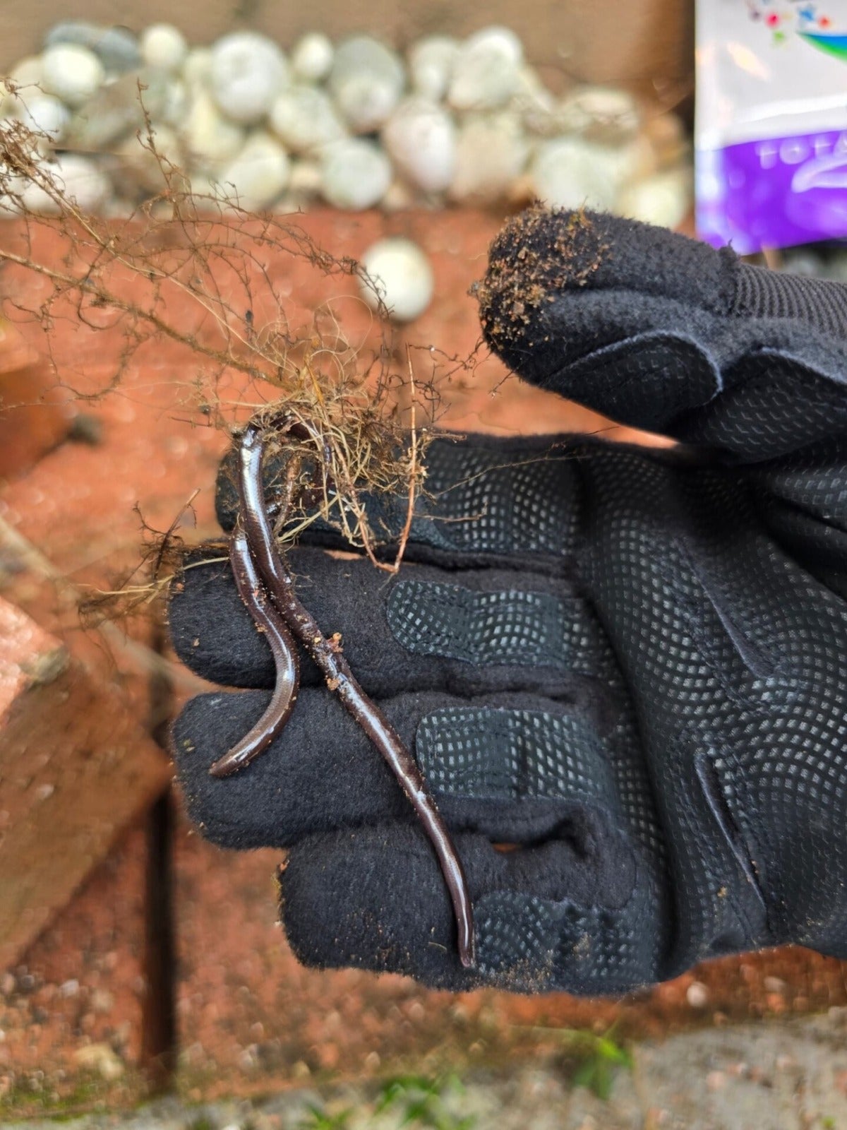 Brahminy Blind Snake Bomba Sukarelawan Caught