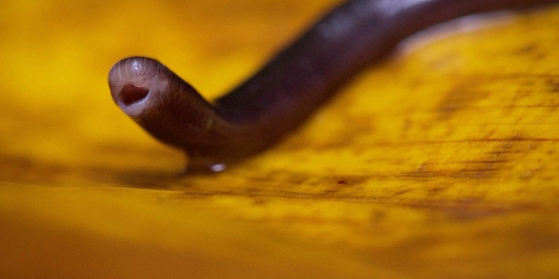 Brahminy Blind Snake