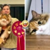 Cat Baby Champion Competition Feature Img