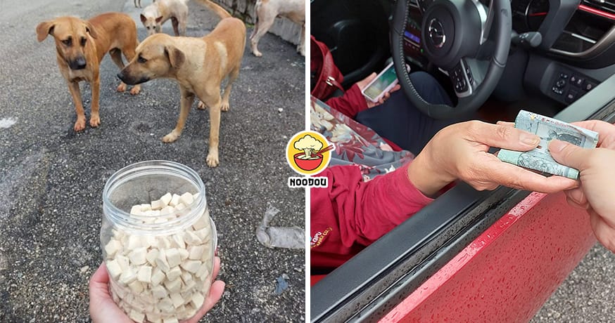 Malay Give Rm100 Feed Stray Dogs Feature Image