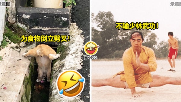 Shaolin Cat