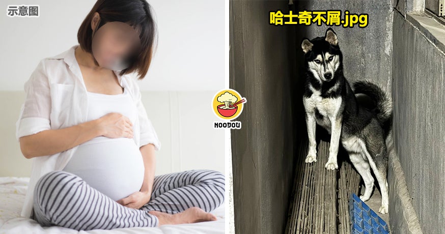 【还真的不能怪她…】女子怀孕5个月顶不顺『把狗送家婆养』！网友一看图片：还好你送了！