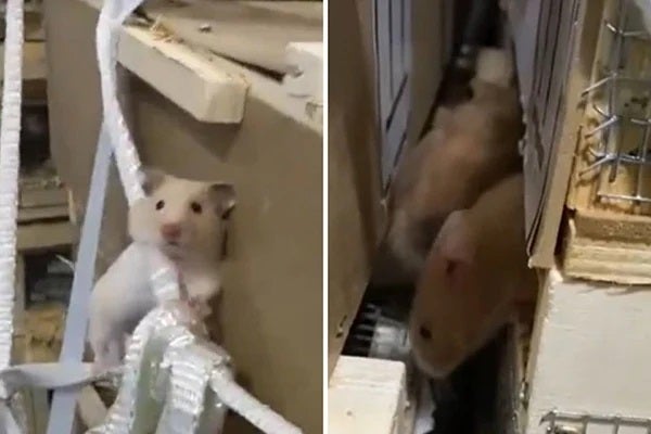 Pinch Hamster Flight Prison Break