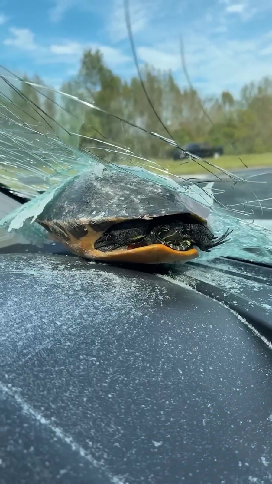 turtle smash car front window mario kart miracle 2