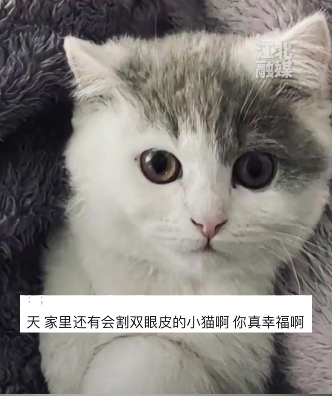 猫咪不小心抓伤主人眼皮变双眼皮 11