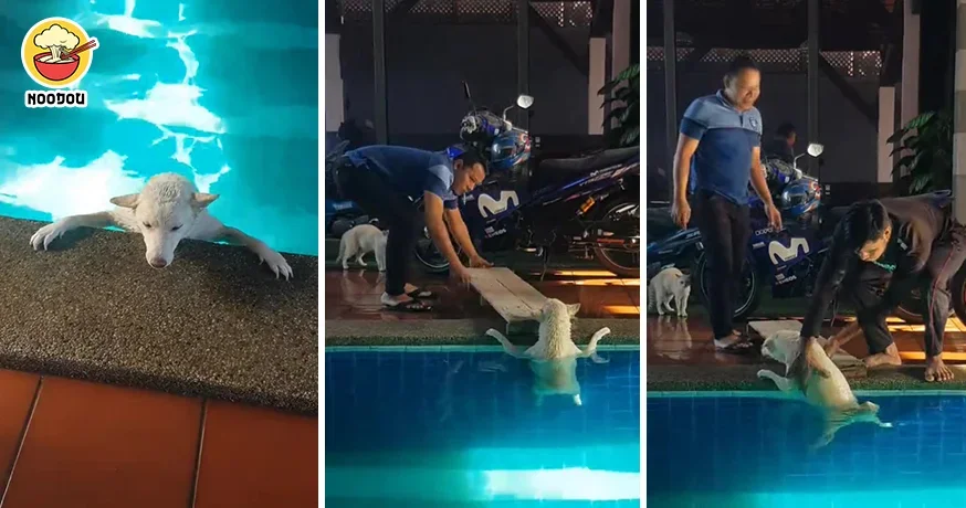 Malay Save Dog Pool Feature Img