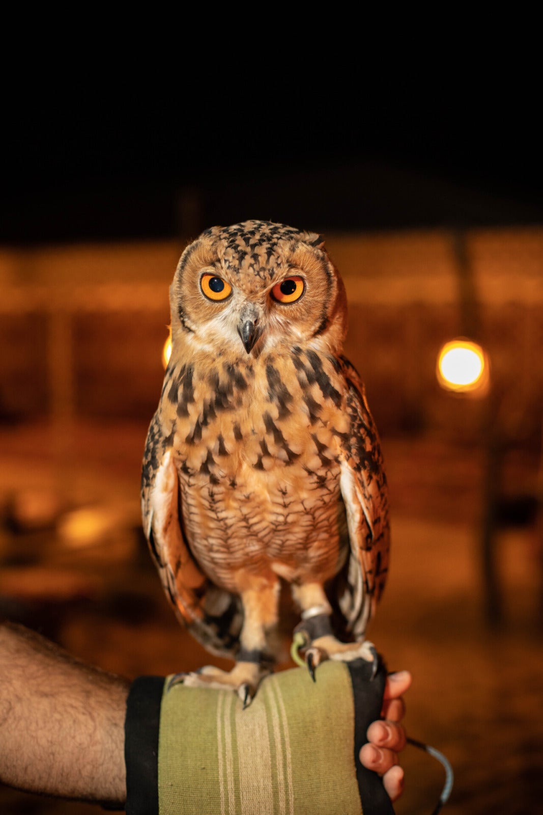 Private Night Safari And Astronomy Platinum Heritage 16 Owl Encounter