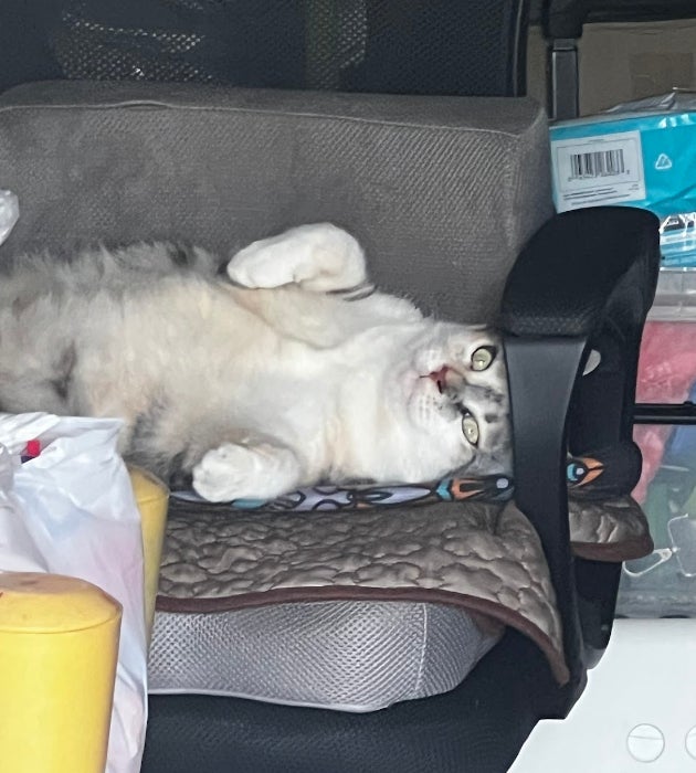 adik cat house review google maps chonky chair