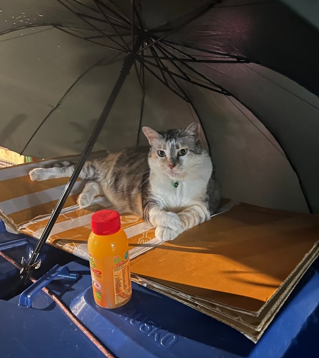 adik cat house review google maps under umbrella