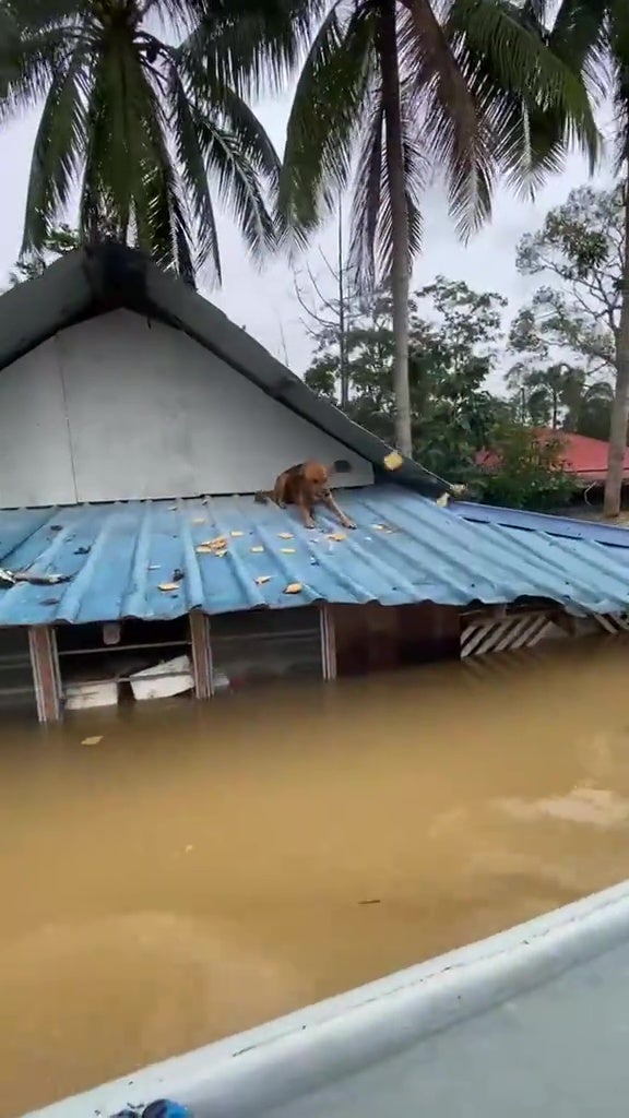 Flood Banjir Kedah Man Feed Dog Stranded On Roof 1