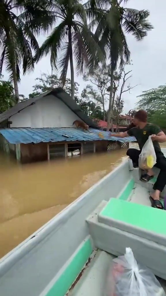 Flood Banjir Kedah Man Feed Dog Stranded On Roof 3