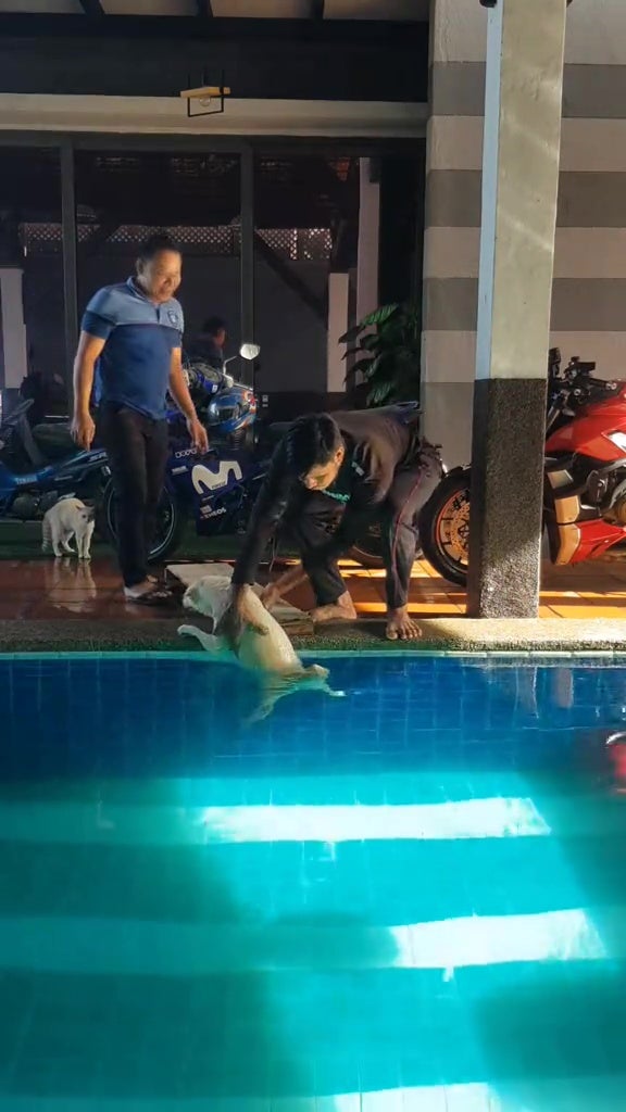 malay save dog fell into swimming pool 10