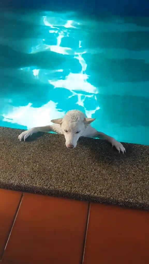 malay save dog fell into swimming pool 5