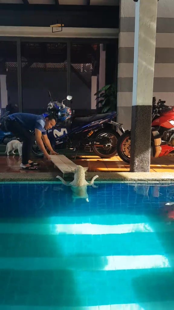 malay save dog fell into swimming pool 7