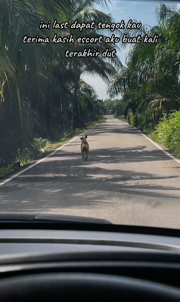 狗狗相送