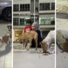 Malay Feed Stray Dogs Feature Img