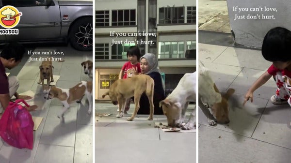 Malay Feed Stray Dogs Feature Img