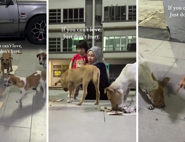 Malay Feed Stray Dogs Feature Img