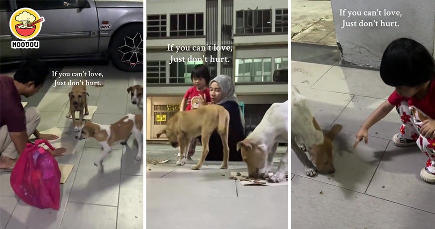 Malay Feed Stray Dogs Feature Img