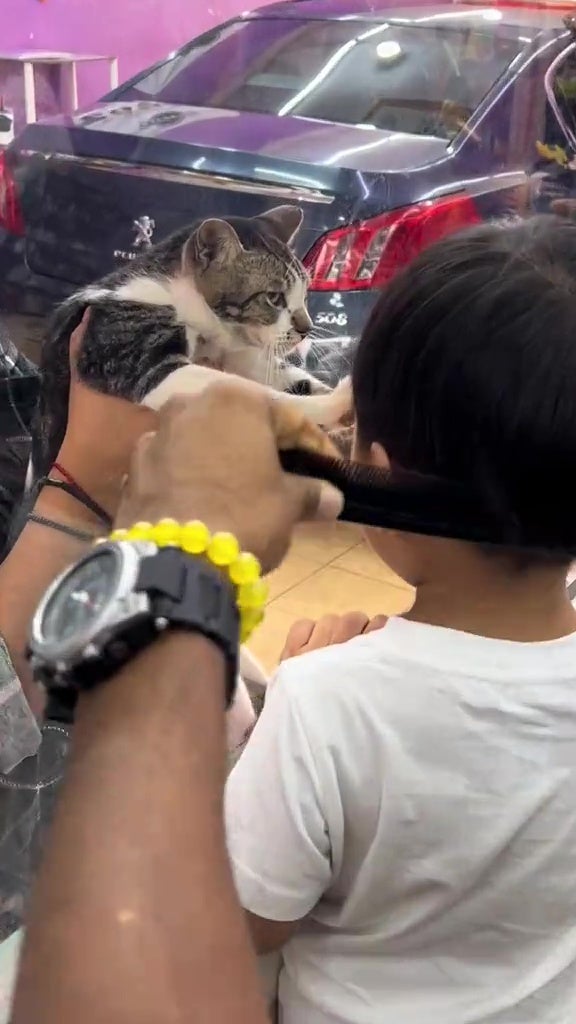 barbershop cat kid cute msian 5