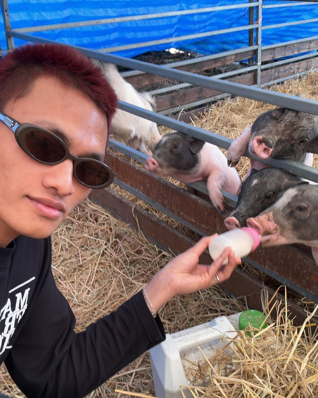 influencer malaysian imran bard thailand feed pig 1