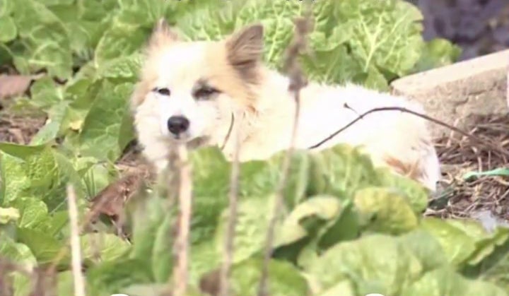 jeju air crash dog left behind family of 9 rescued 1