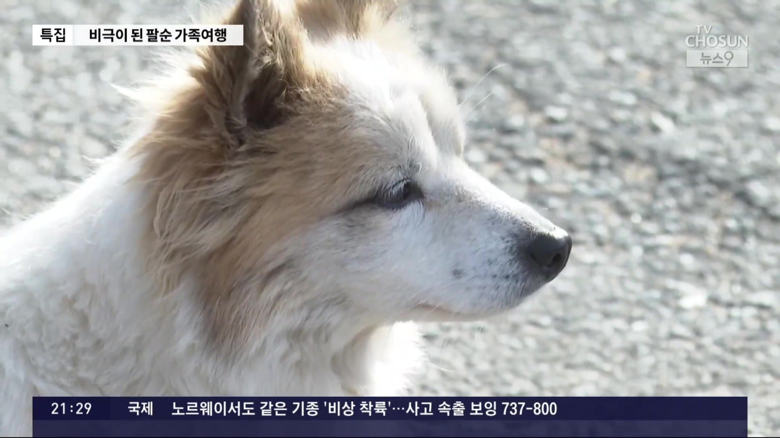 jeju air crash dog left behind family of 9 rescued 12