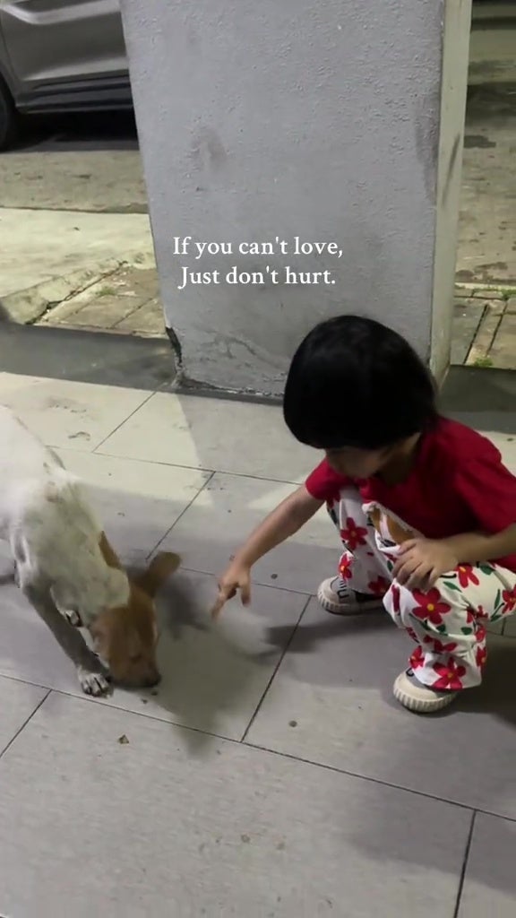 malay parents kids feed stray dogs food love animals 11