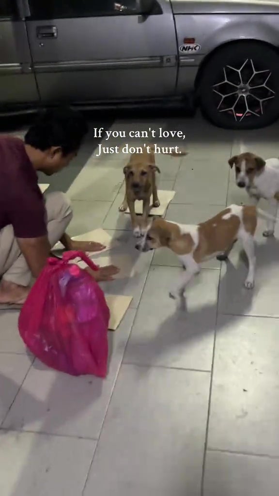 malay parents kids feed stray dogs food love animals 2