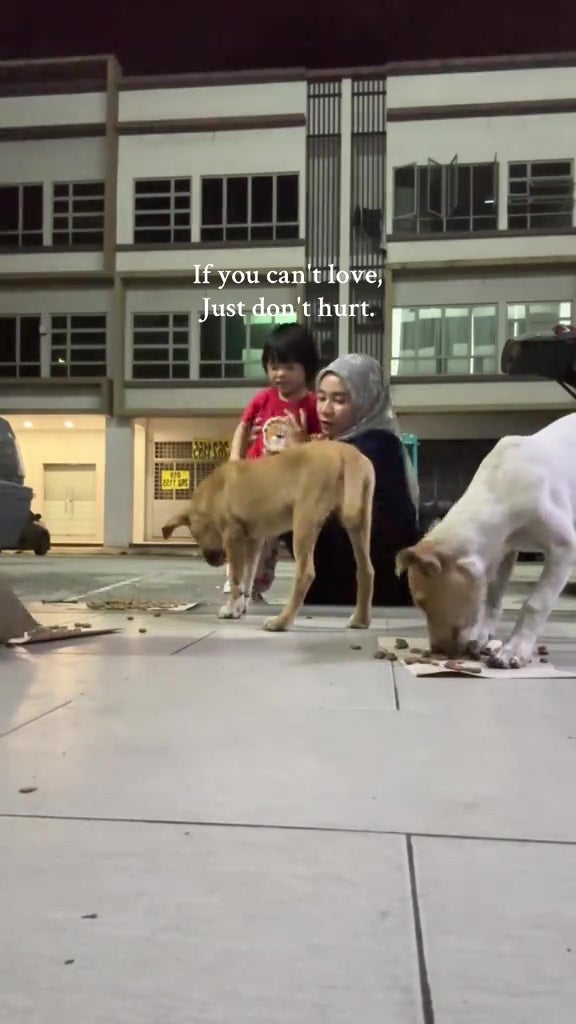 malay parents kids feed stray dogs food love animals 9